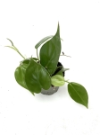 Philodendron hederaceum S