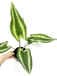 Schismatoglottis Wallichi - XL