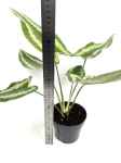 Schismatoglottis Wallichi - XL