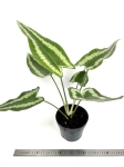 Schismatoglottis Wallichi - XL