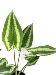 Schismatoglottis Wallichi - XL