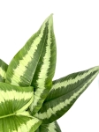 Schismatoglottis Wallichi - liść