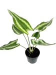 Schismatoglottis Wallichi - XL