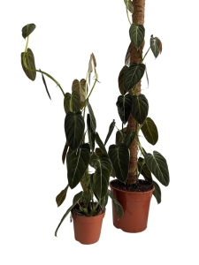 indoor planters for plants HOD Health & Home 8 Tier Bamboo Plant Stand For Indoor And Outdoor Displays Plant Stands One Size main image 0