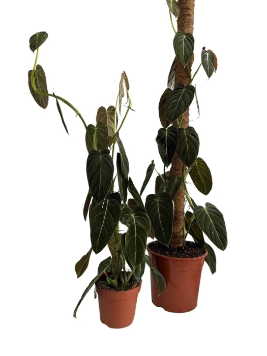 Philodendron melanochrysum - roślina mateczna