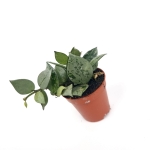 Hoya krohniana eskimo - S