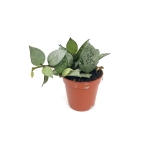 Hoya krohniana eskimo - S