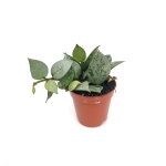 Hoya krohniana eskimo - S