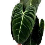 Philodendron melanochrysum XXXL