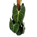 Philodendron melanochrysum XXXL