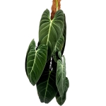 Philodendron melanochrysum XXXL