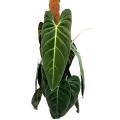 Philodendron melanochrysum XXXL