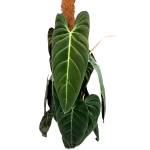 Philodendron melanochrysum XXXL