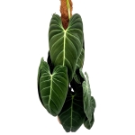 Philodendron melanochrysum XXXL