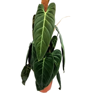 Philodendron melanochrysum XXXL