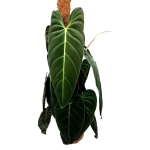 Philodendron melanochrysum XXXL