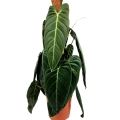 Philodendron melanochrysum XXXL