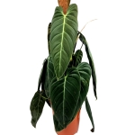 Philodendron melanochrysum XXXL