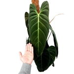 Philodendron melanochrysum XXXL