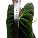Philodendron melanochrysum XXXL