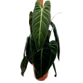 Philodendron melanochrysum XXXL