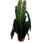 Philodendron melanochrysum XXXL