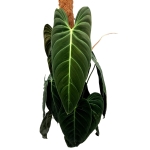 Philodendron melanochrysum XXXL