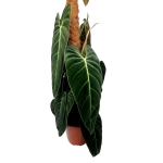 Philodendron melanochrysum XXXL