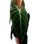 Philodendron melanochrysum XXXL
