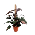 Philodendron Pink Princess XXXL