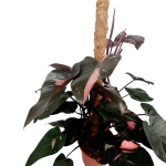Philodendron Pink Princess XXXL