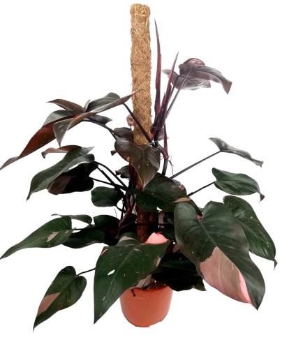 Philodendron Pink Princess XXXL