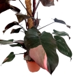 Philodendron Pink Princess XXXL