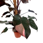 Philodendron Pink Princess XXXL