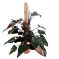 Philodendron Pink Princess XXXL