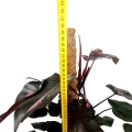 Philodendron Pink Princess XXXL