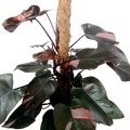 Philodendron Pink Princess XXXL