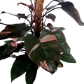 Philodendron Pink Princess XXXL