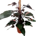 Philodendron Pink Princess XXXL