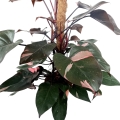 Philodendron Pink Princess XXXL