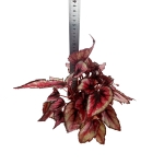 Begonia Red Tango - XL