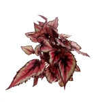 Begonia Red Tango - XL