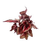 Begonia Red Tango - XL