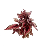 Begonia Red Tango - XL