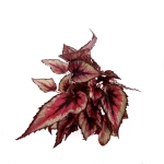 Begonia Red Tango - XL