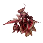 Begonia Red Tango - XL