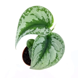 Scindapsus pictus 'Exotica' - M