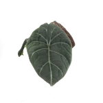 Alocasia maharani - XL