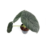Alocasia maharani - XL