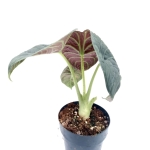 Alocasia maharani - XL